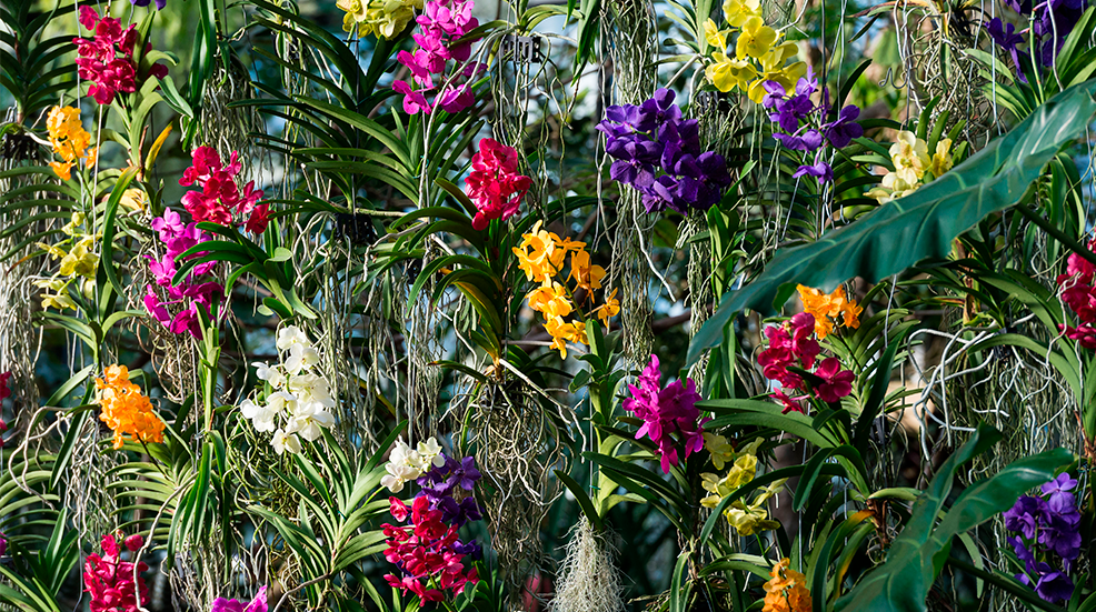 Orchids are displayed during a press preview of the Orchid Festival at Royal Botanic Gardens, Kew in London